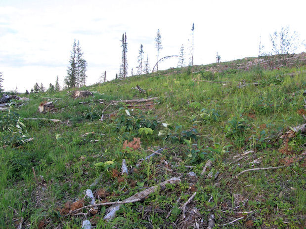 the meadow in 2010